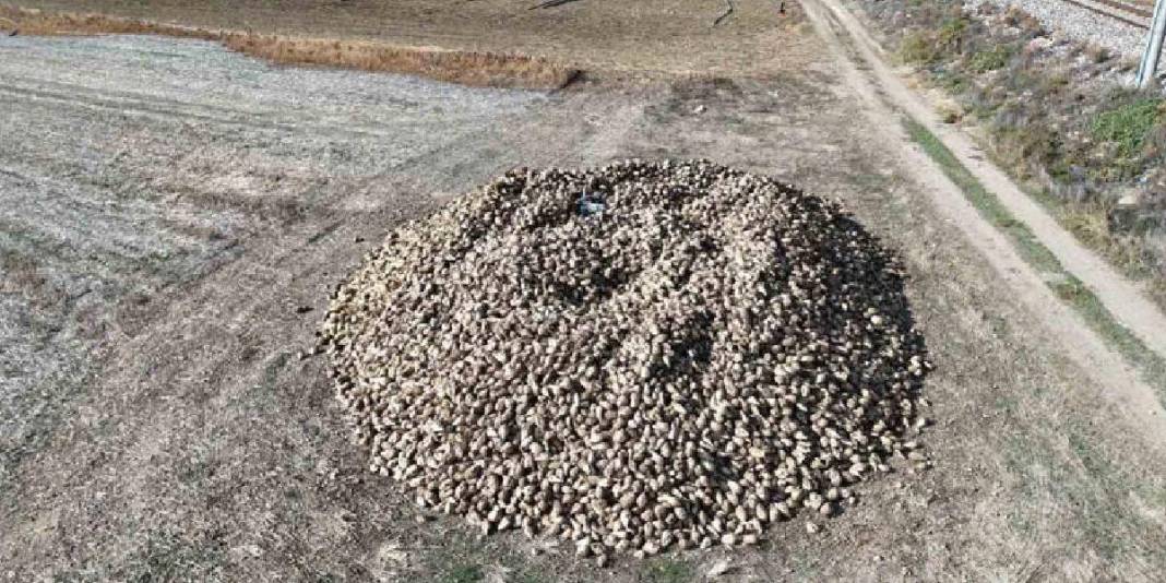 Gün doğmadan tarlaya giriyor, son ürünleri topluyorlar! Ankara’da hasat sürüyor: Alım ve fiyat garantisi umut oluyor 2